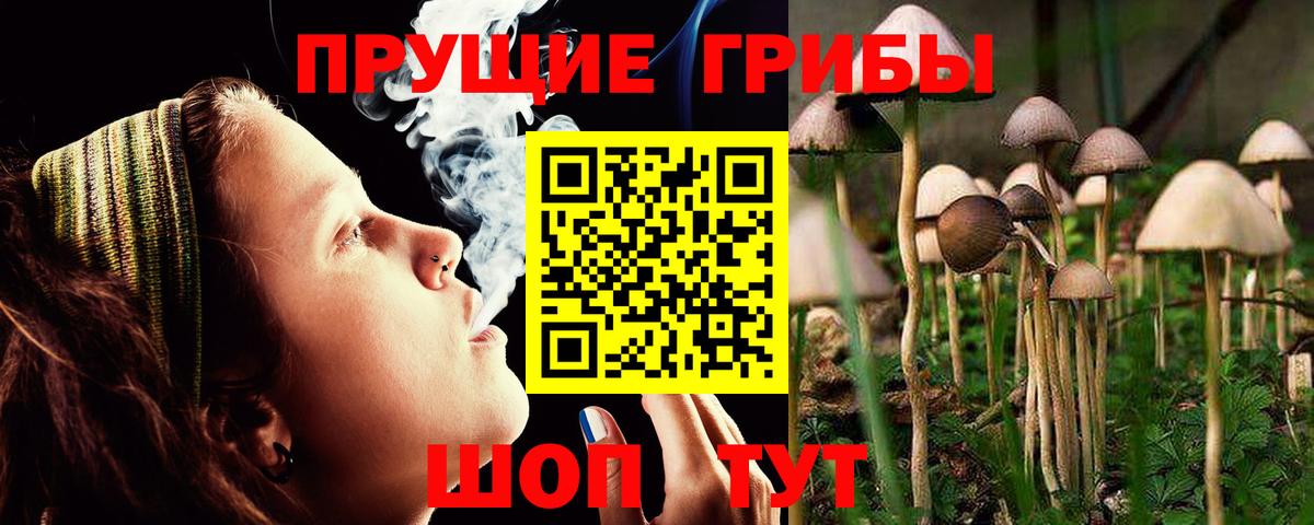 Хасавюрт  Псилоцибиновые грибы Psilocybine cubensis  Вход с VPN 